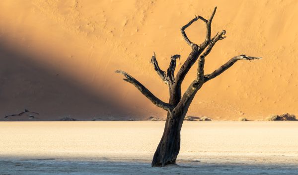 Deadvlei - A Photographers Dream 1