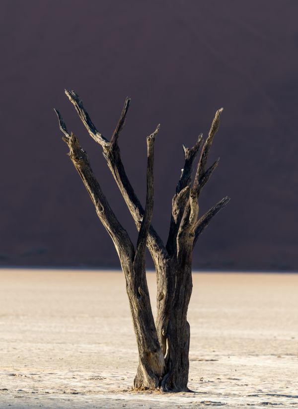 Deadvlei - A Photographers Dream 1