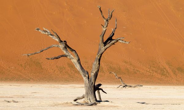 Deadvlei - A Photographers Dream 1