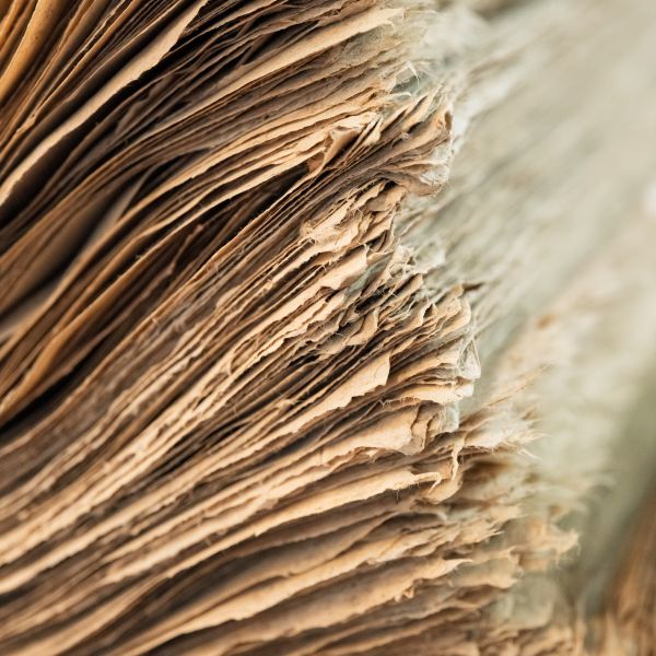 Bhutan - Day 11 - Thimphu to Paro – Phalluses, Music, and Mountain Valleys 1