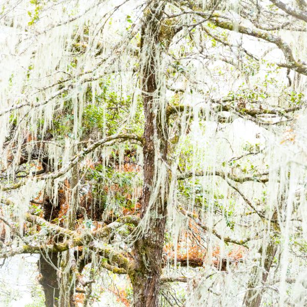 Bhutan - Day 12 - The Tiger’s Nest – A Pilgrimage to Bhutan’s Most Sacred Site 1