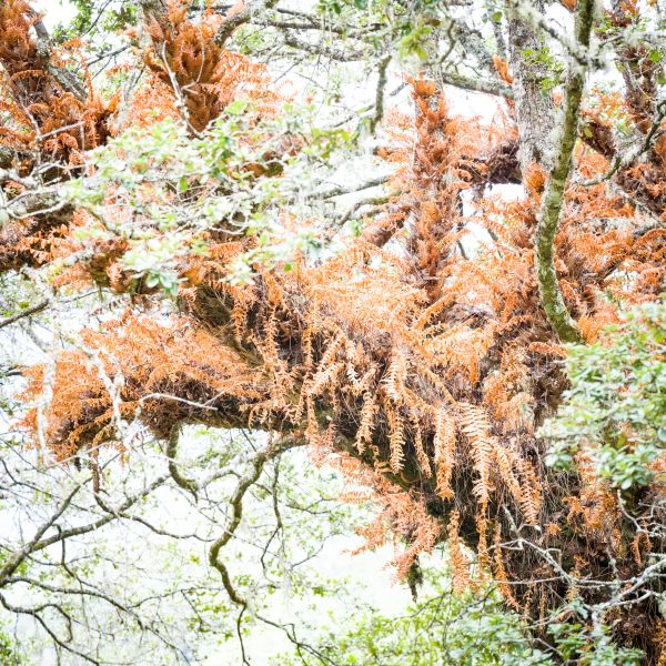 Bhutan - Day 12 - The Tiger’s Nest – A Pilgrimage to Bhutan’s Most Sacred Site 1