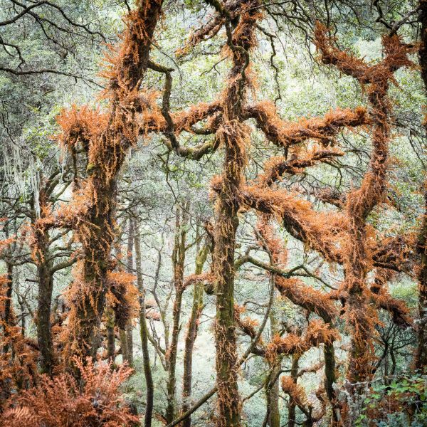 Bhutan - Day 12 - The Tiger’s Nest – A Pilgrimage to Bhutan’s Most Sacred Site 1