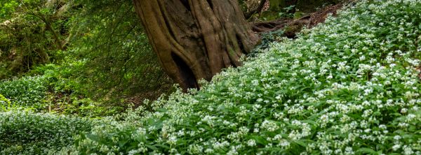 Chasing Magic in the Rain: A May Morning at Puzzlewood 1