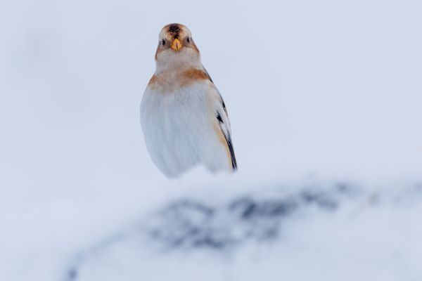 A Winter Wildlife Adventure in the Scottish Highlands 1