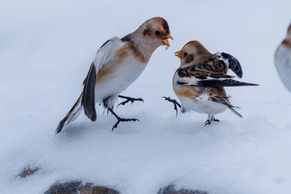 A Winter Wildlife Adventure in the Scottish Highlands 1