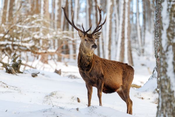 A Winter Wildlife Adventure in the Scottish Highlands 1