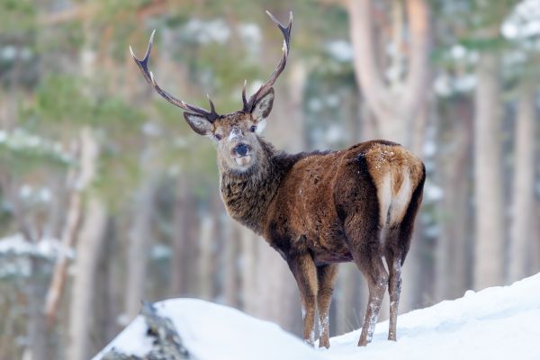 A Winter Wildlife Adventure in the Scottish Highlands 1