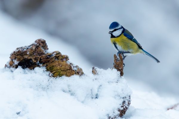 A Winter Wildlife Adventure in the Scottish Highlands 1
