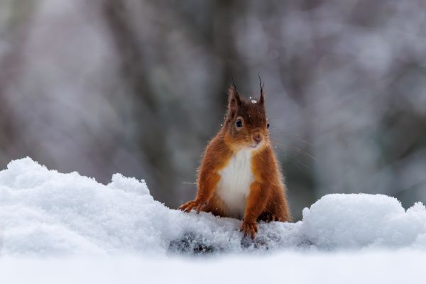 A Winter Wildlife Adventure in the Scottish Highlands 1