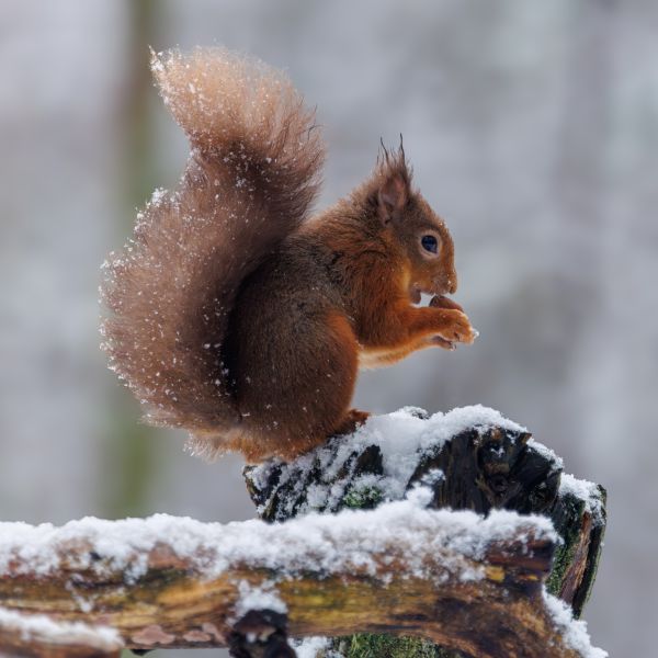 A Winter Wildlife Adventure in the Scottish Highlands 1