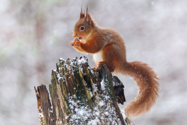 A Winter Wildlife Adventure in the Scottish Highlands 1