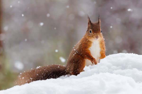 A Winter Wildlife Adventure in the Scottish Highlands 1