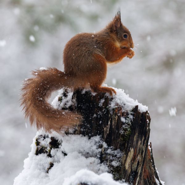 A Winter Wildlife Adventure in the Scottish Highlands 1