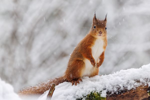 A Winter Wildlife Adventure in the Scottish Highlands 1