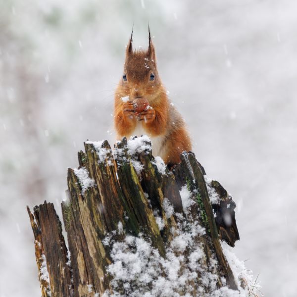 A Winter Wildlife Adventure in the Scottish Highlands 1