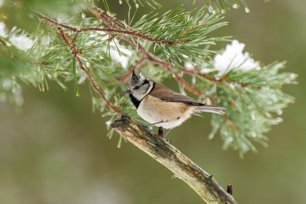A Winter Wildlife Adventure in the Scottish Highlands 1
