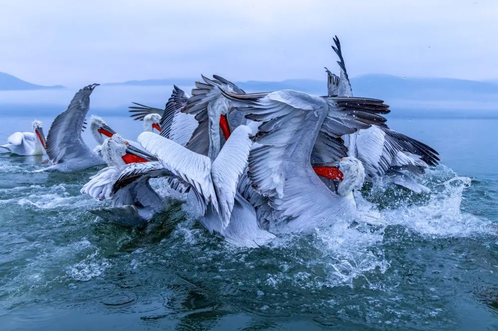 Lake Kerkini Pelicans