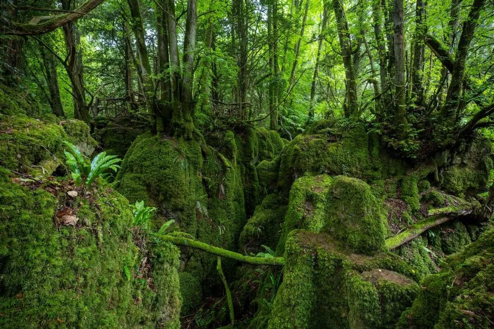 Chasing Magic in the Rain: A May Morning at Puzzlewood