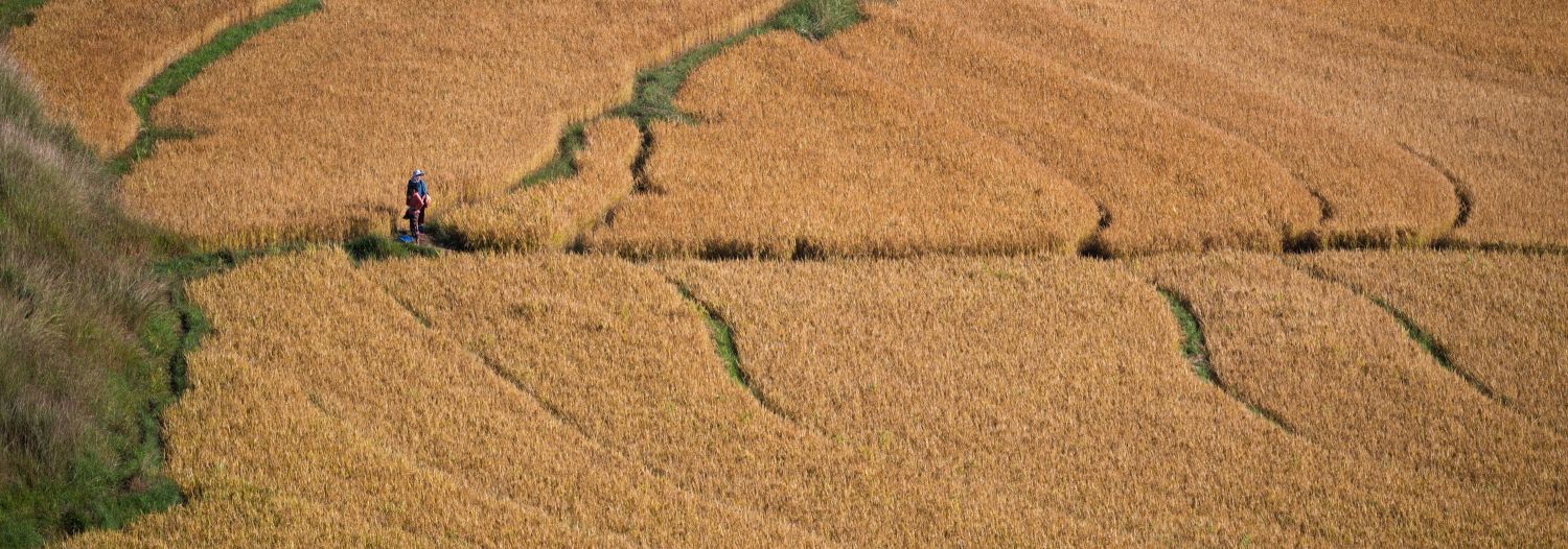 Rice Fields 1