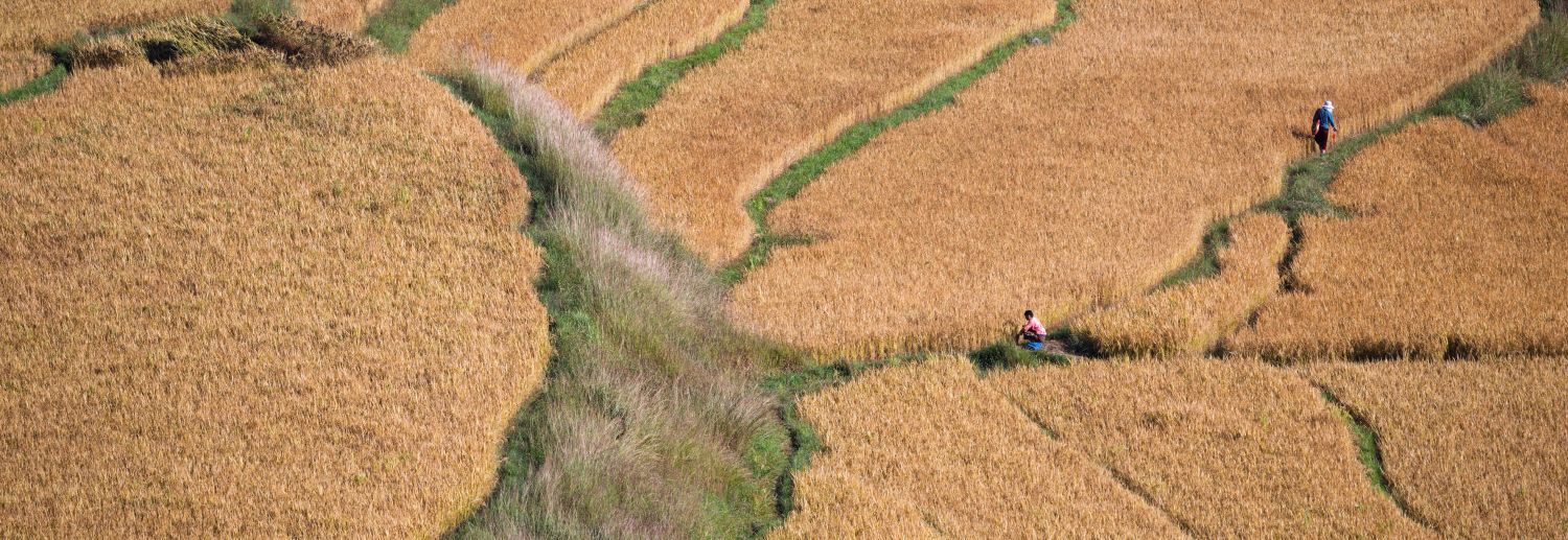 Bhutan Rice Fields