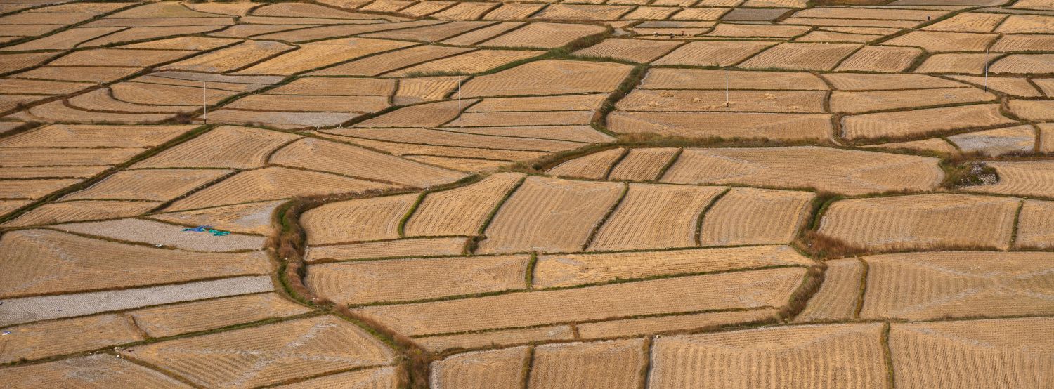 Bhutan Rice Fields 2