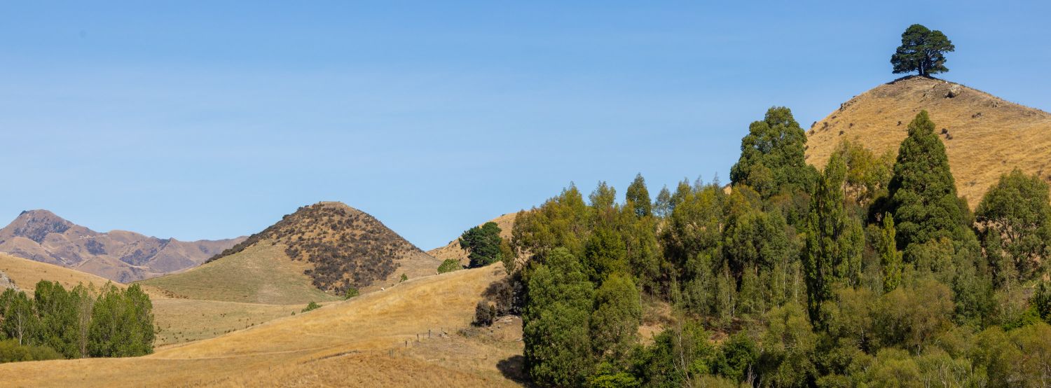 Lone Tree