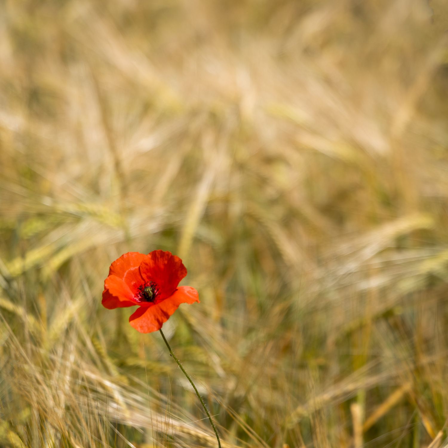 Golden Fields
