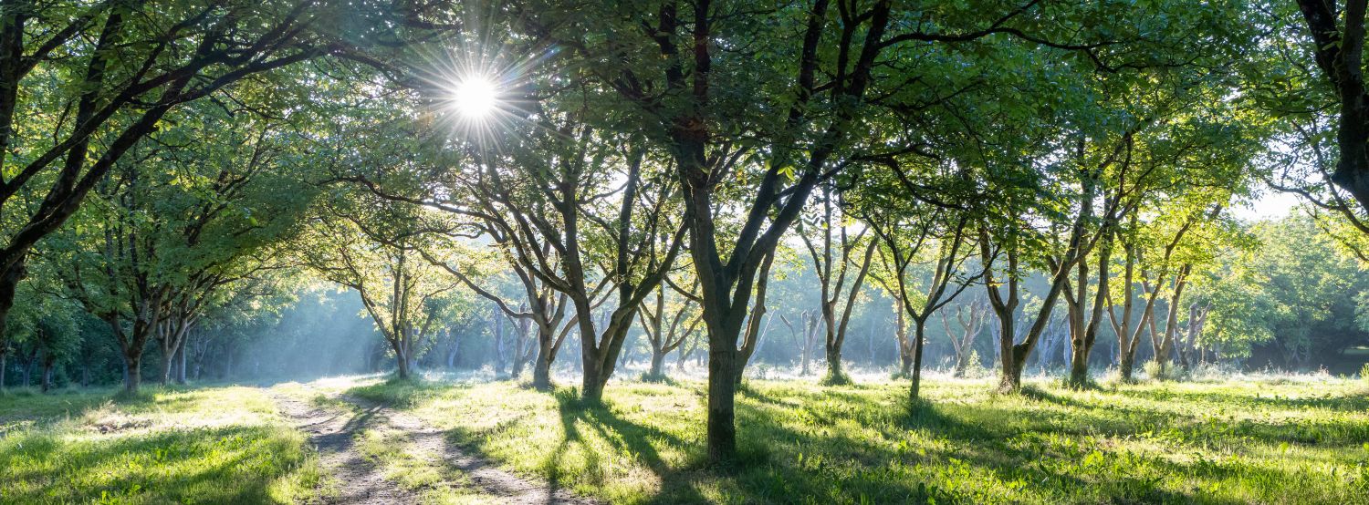 Walnut Trees