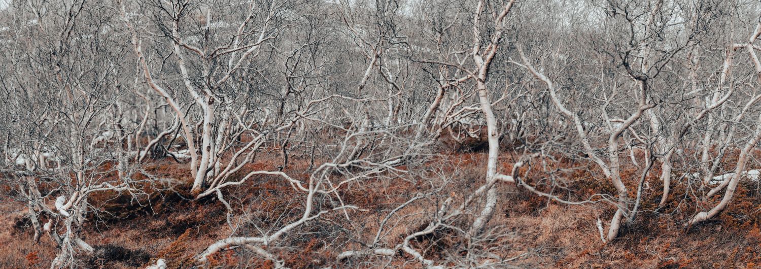 Icelandic Trees