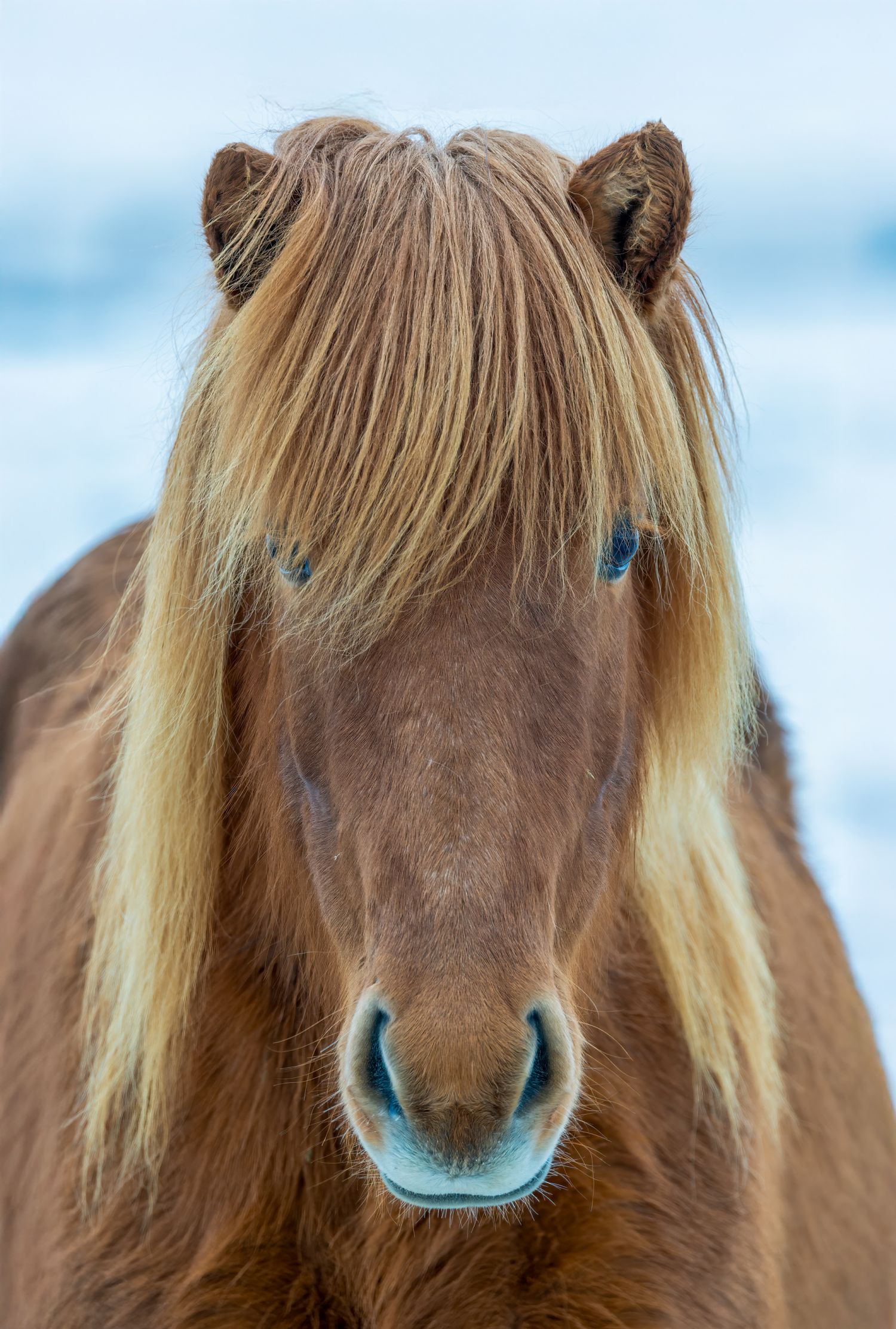 Icelandic Horse 1