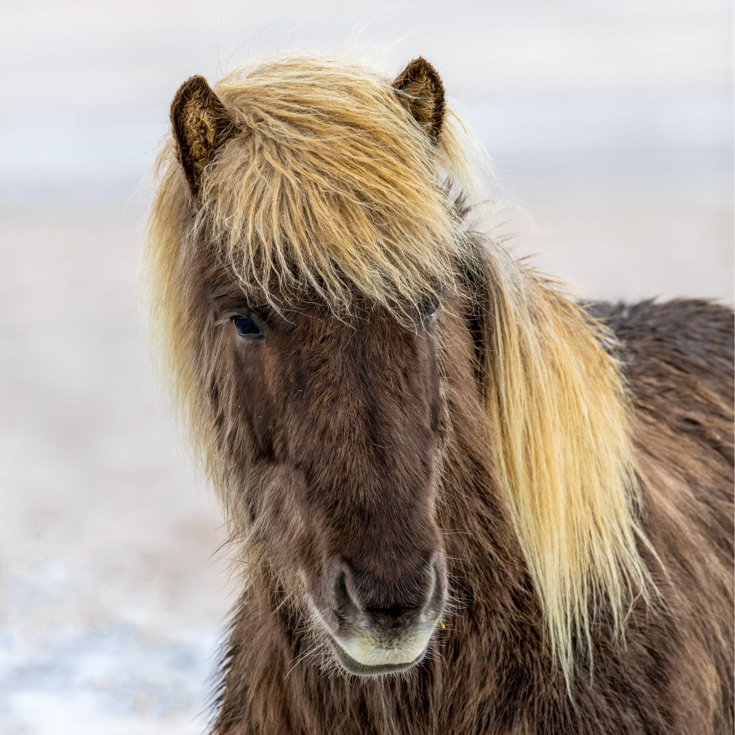 Icelandic Horse 2