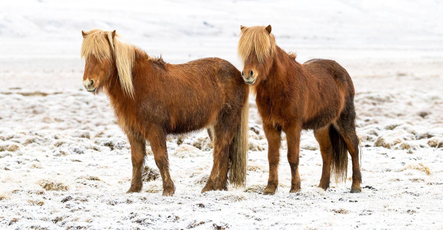 Icelandic Horse 3
