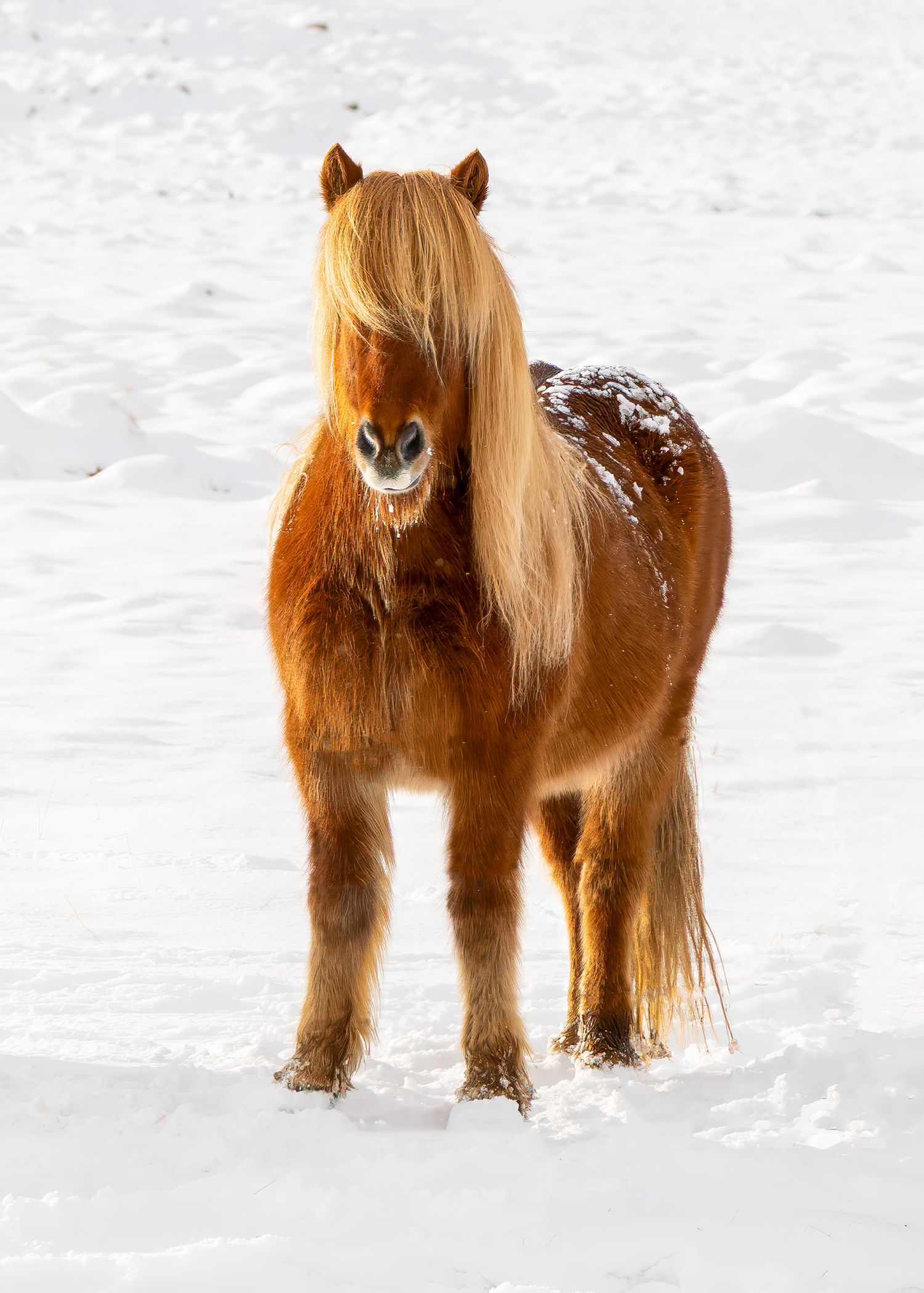 Icelandic Horse 4
