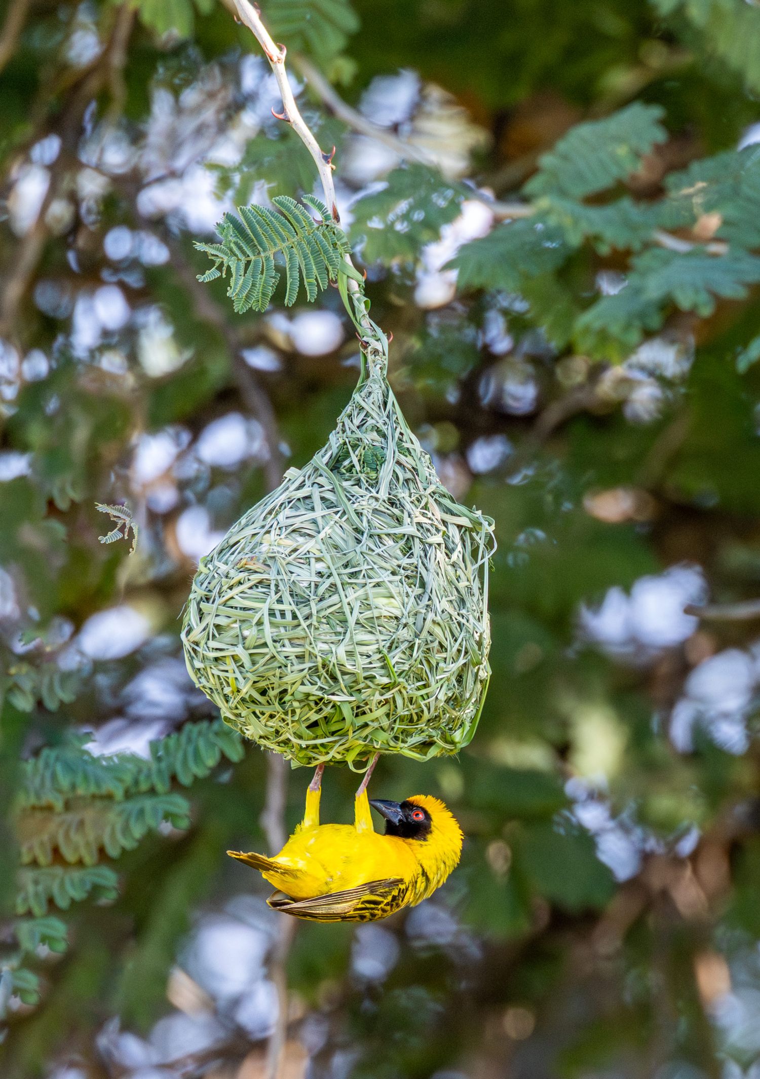 Weaver Bird 1