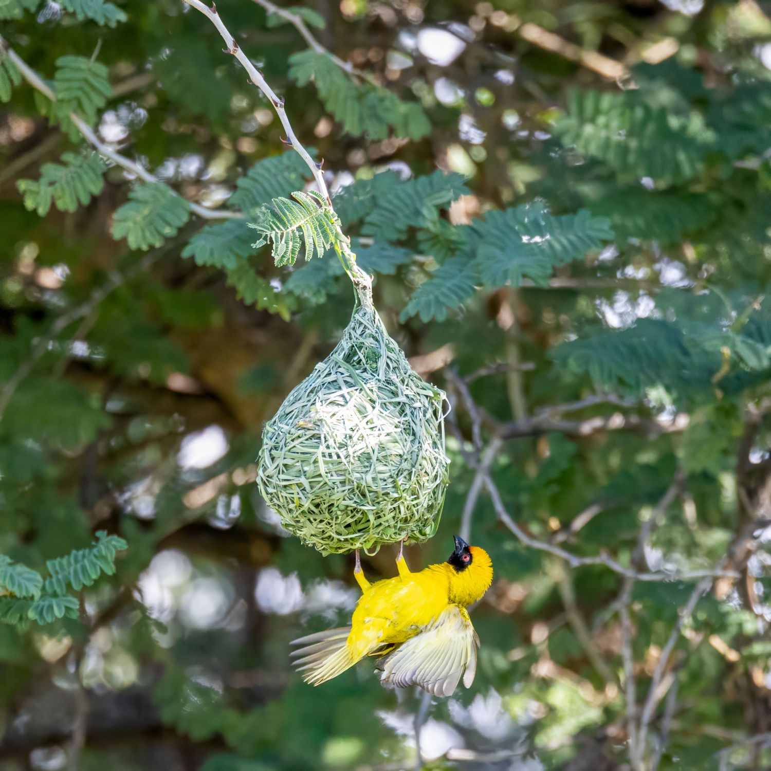 Weaver Bird 2