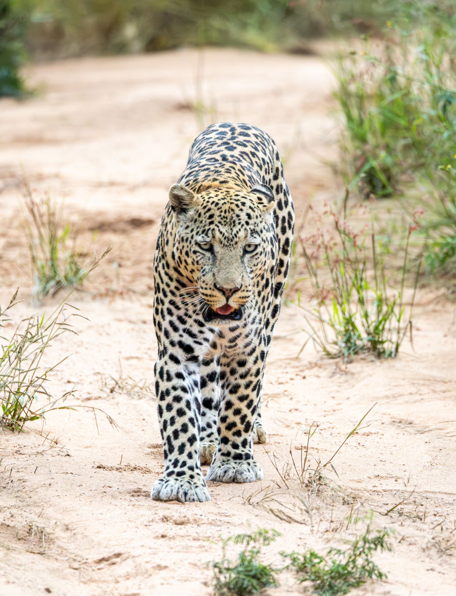 Leopard 1