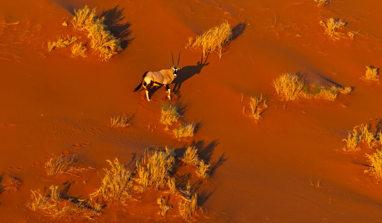 Sossusvlei Dune Oryx 2