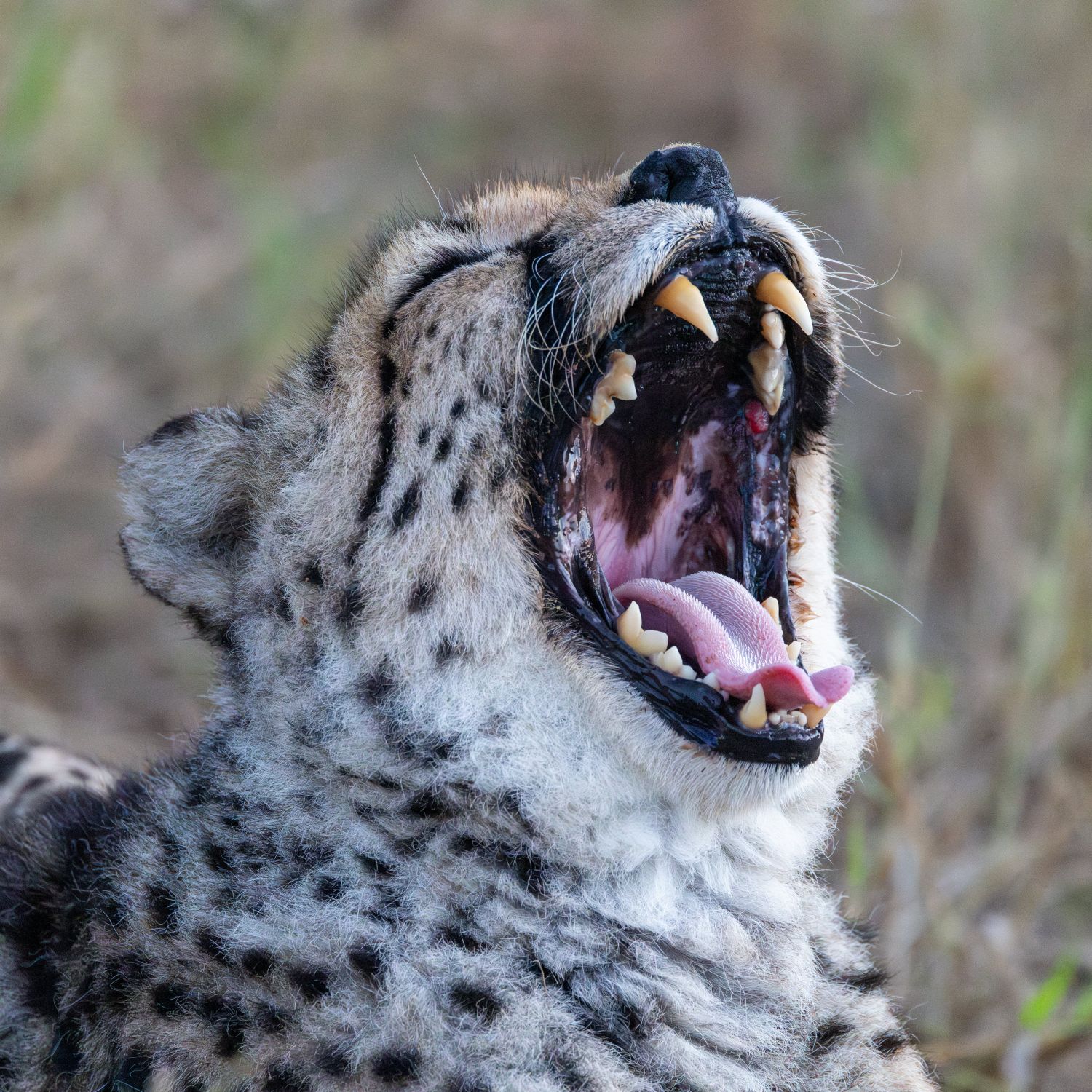 Cheetah 1