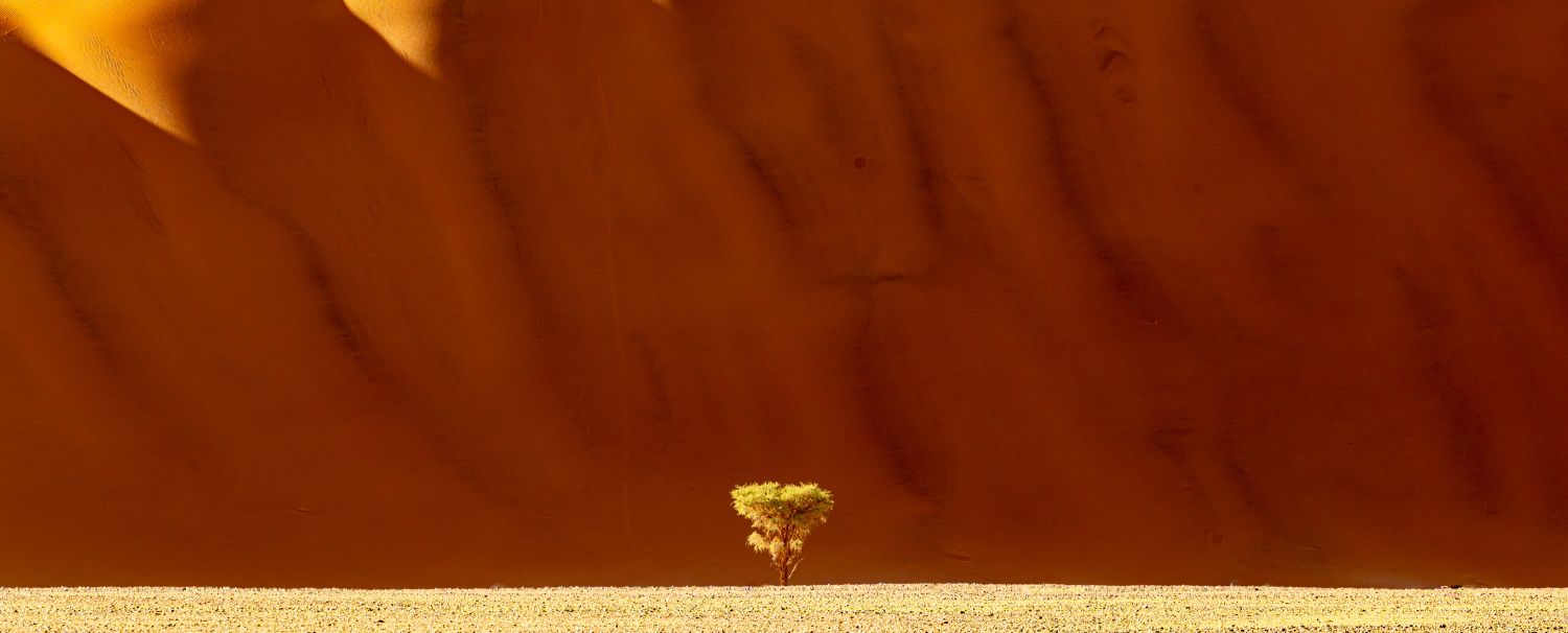 Sossusvlei Dune 14