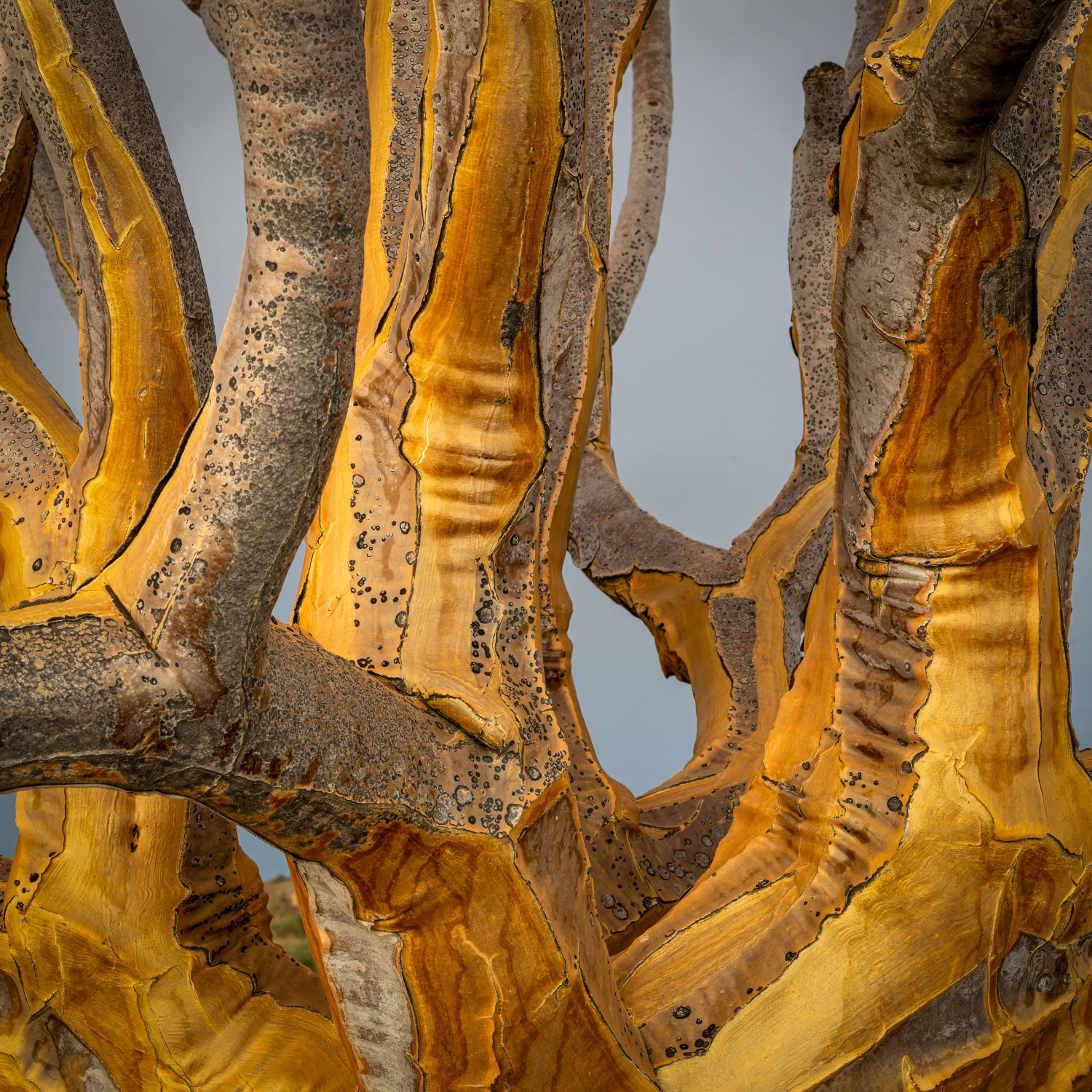 Quiver Tree Detail