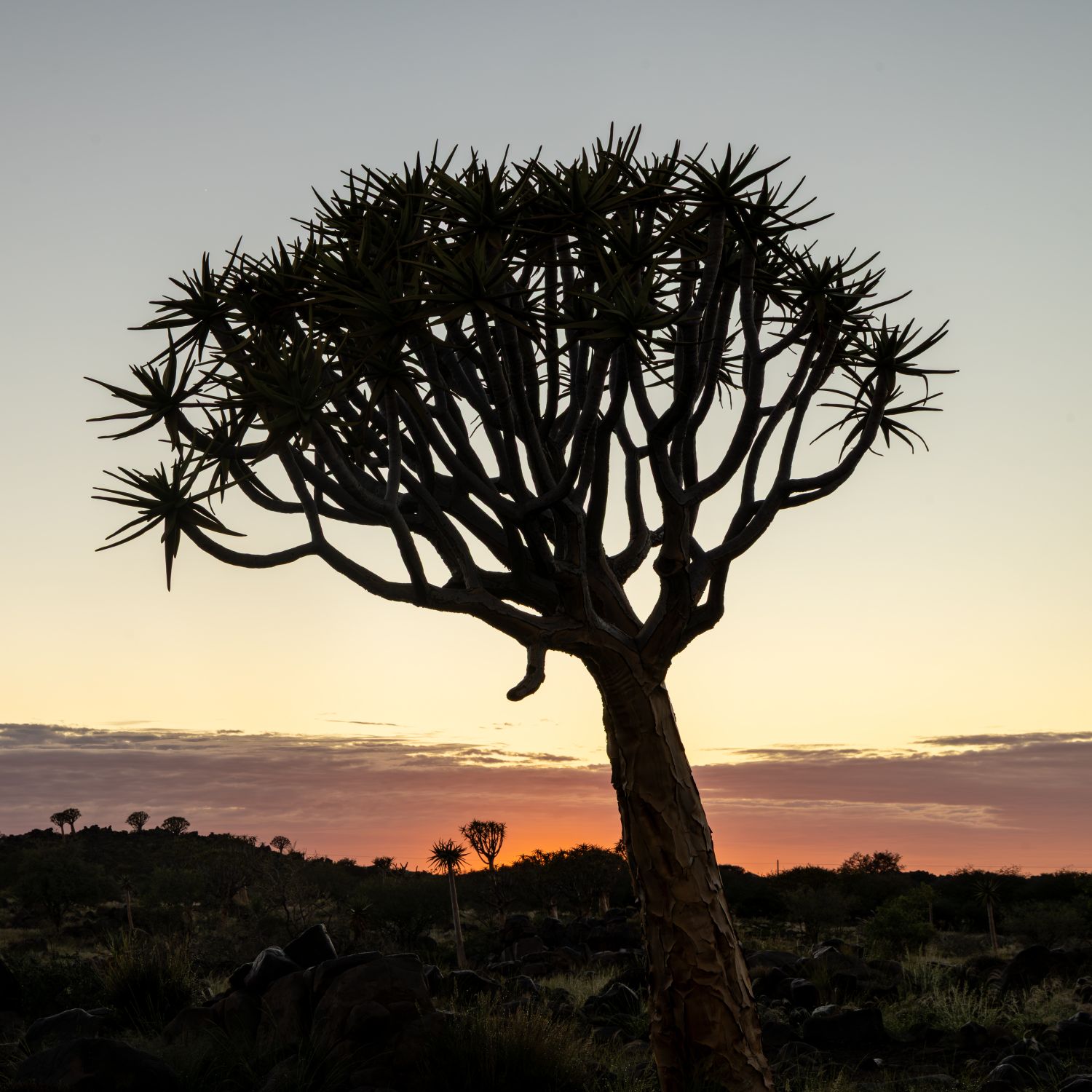 Quiver Tree Dusk