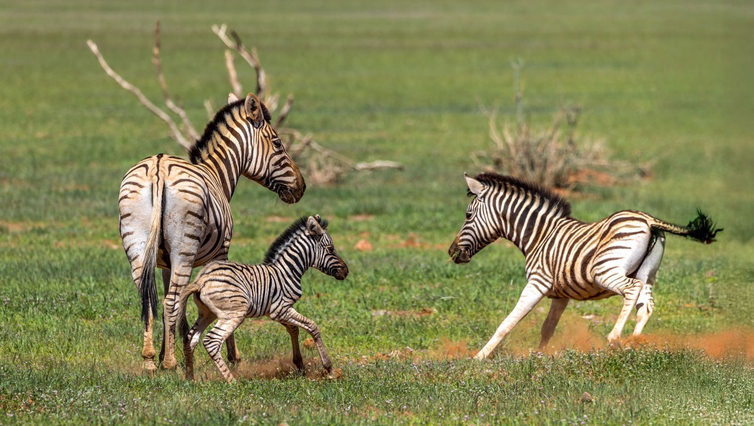 Zebra
