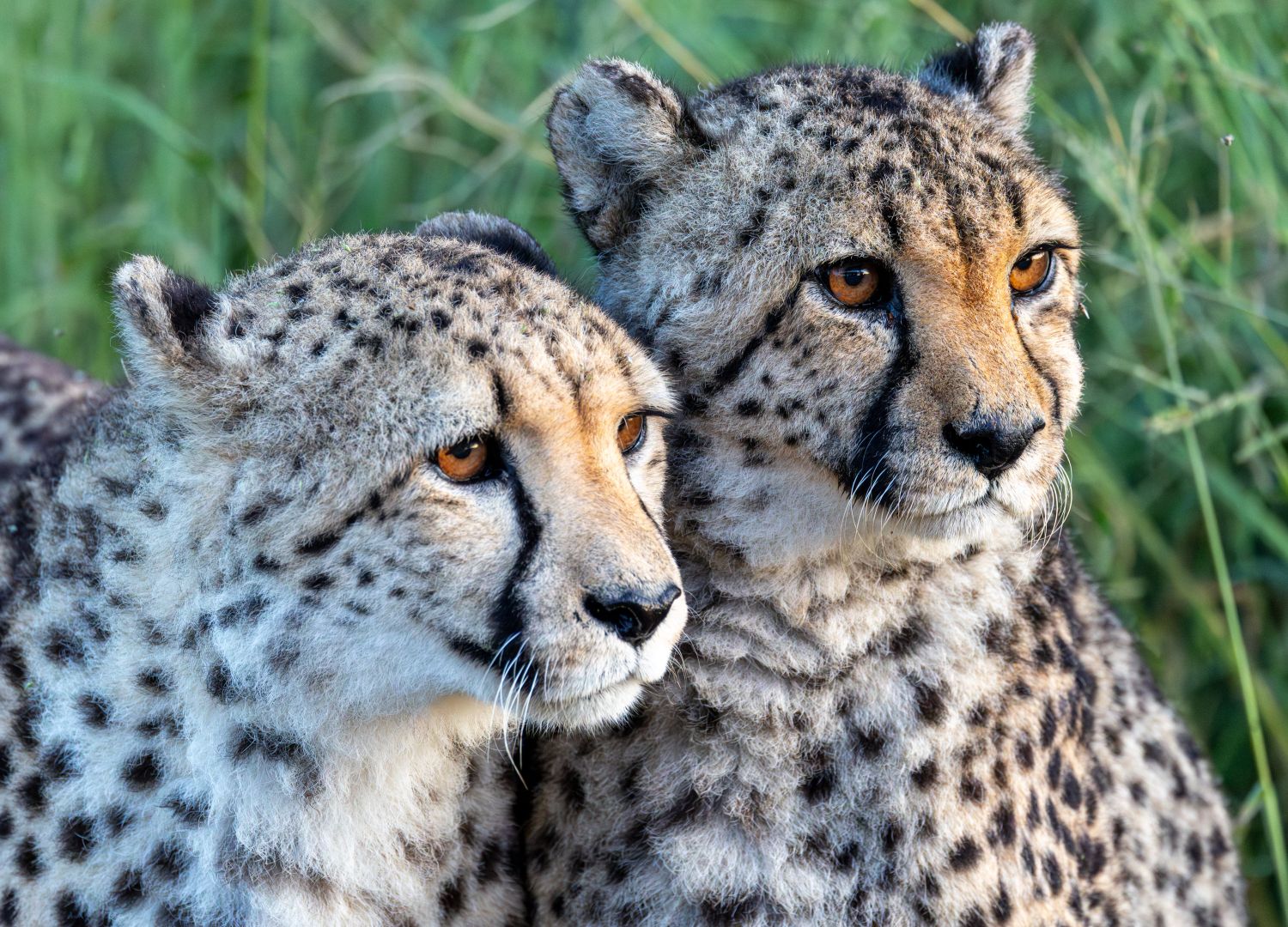 Cheetah 3