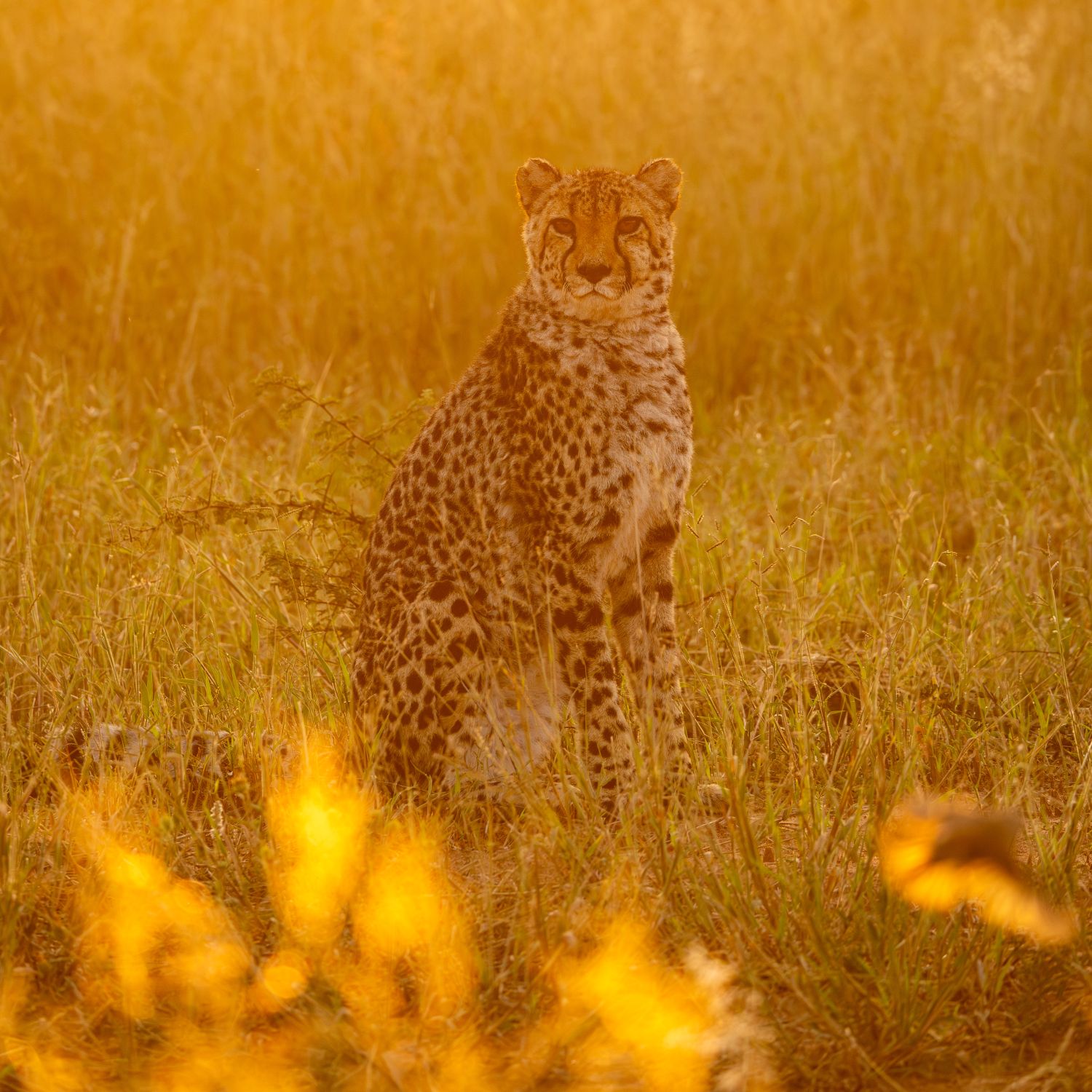 Cheetah 4
