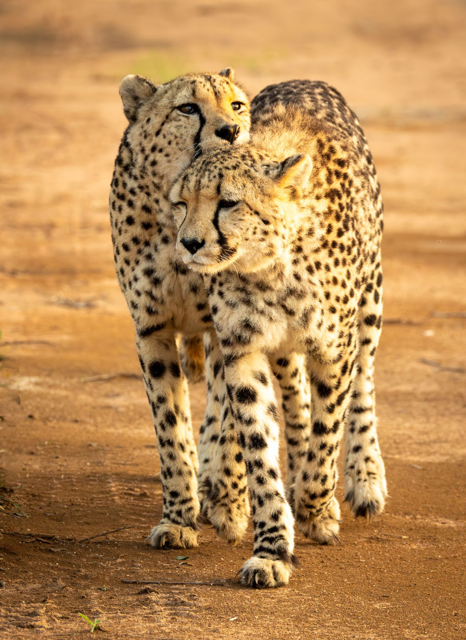 Cheetah 5