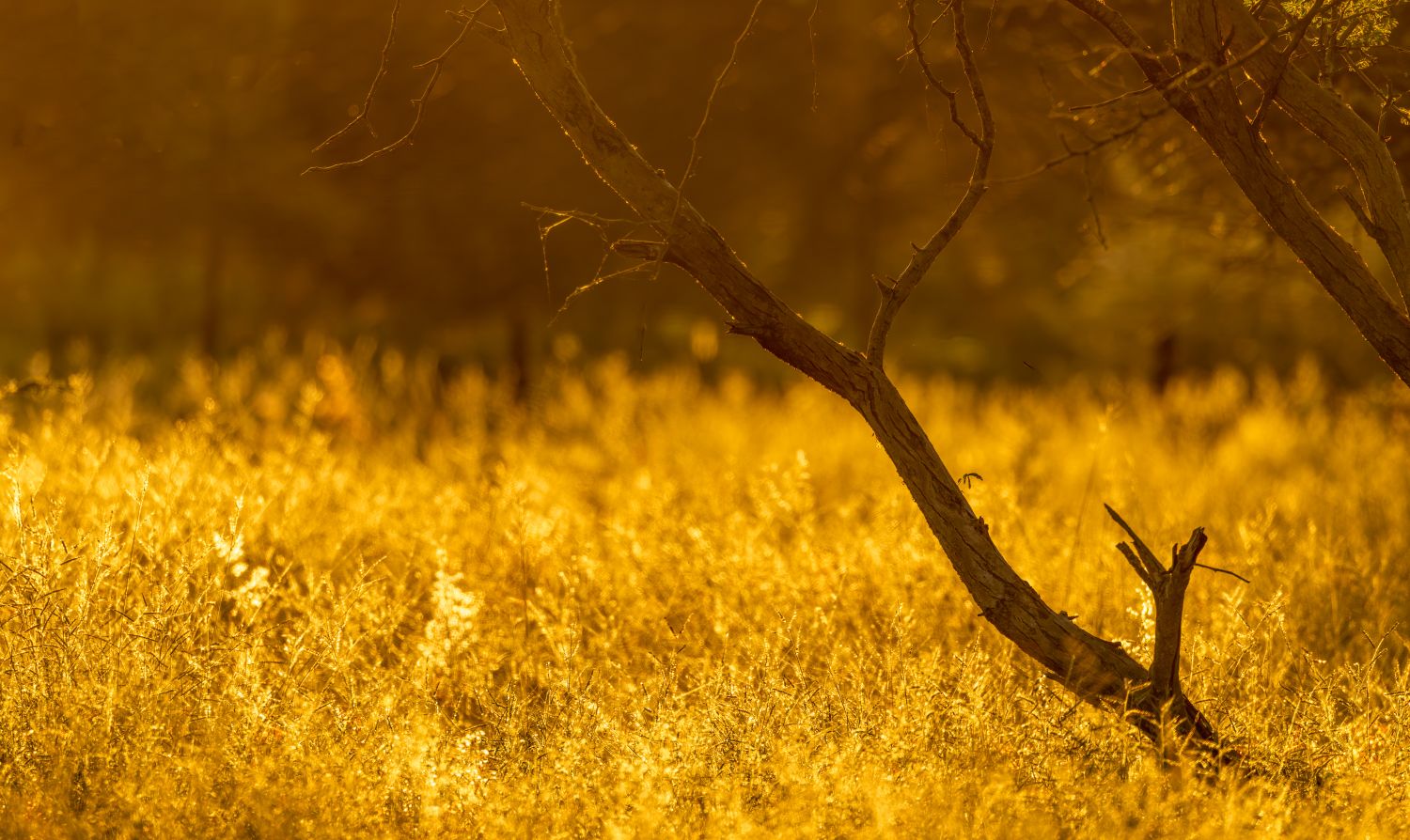 Namibia Sunrise
