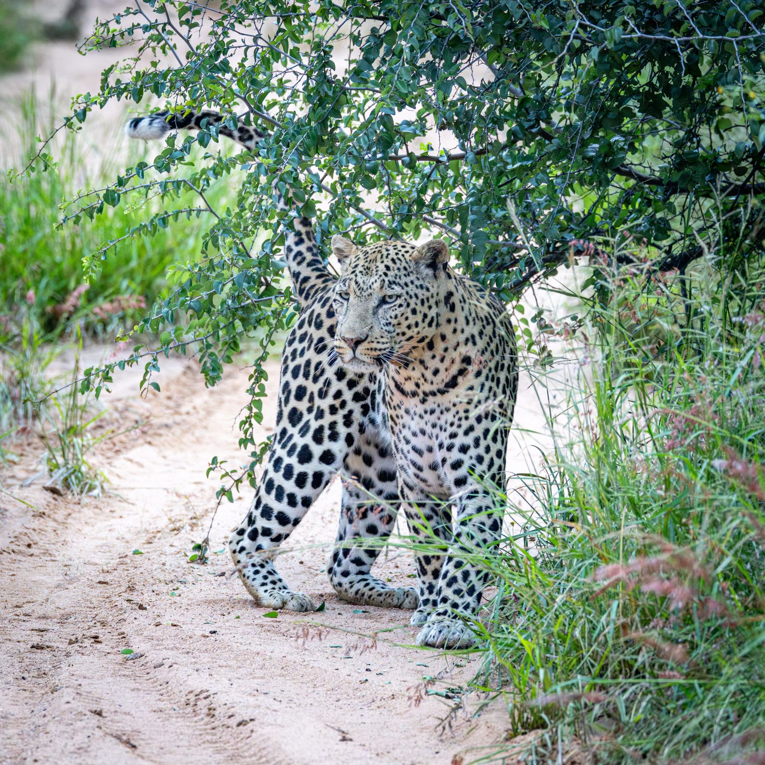 Leopard 2