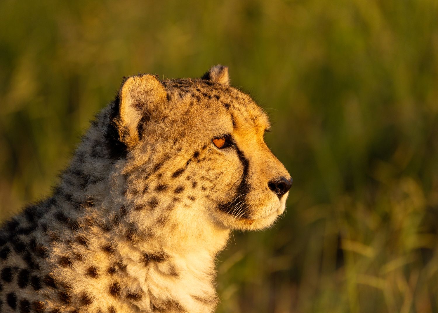 Cheetah 6