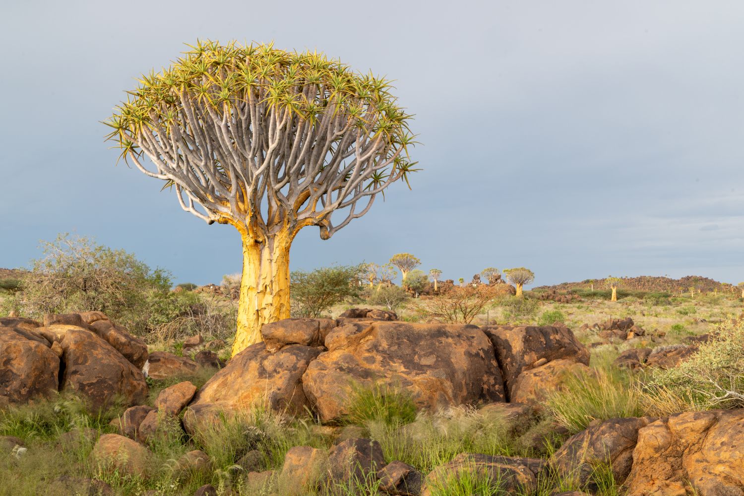 Quiver Tree